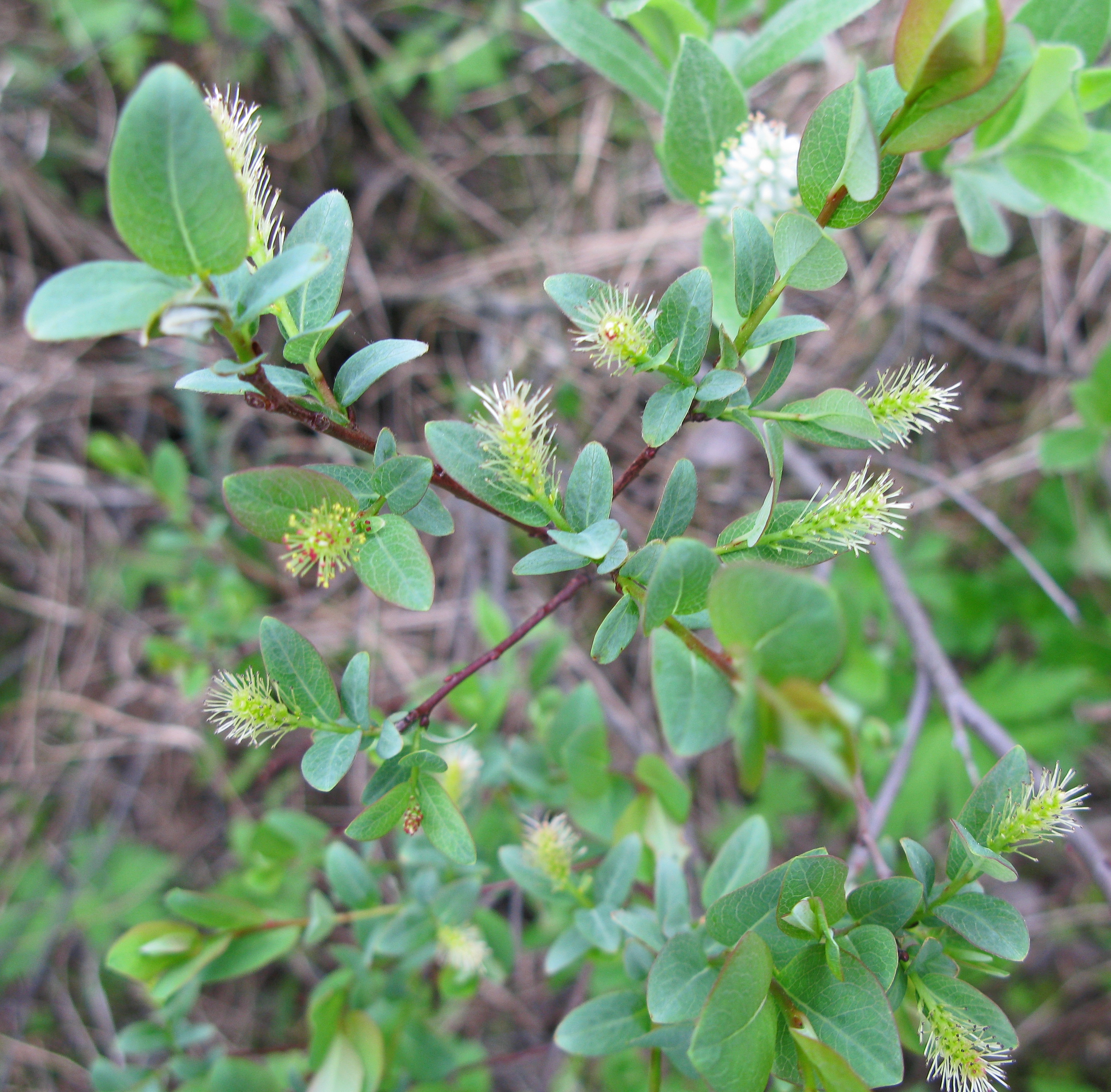 Salix myrtilloides